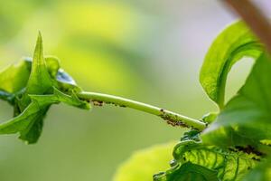 Aphids and Ants on Jasmine Plant photo