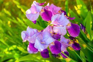 Iris flowers in garden photo