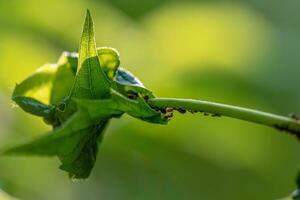 Aphids and Ants on Jasmine Plant photo
