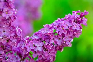 Purple lilac flowers in garden photo