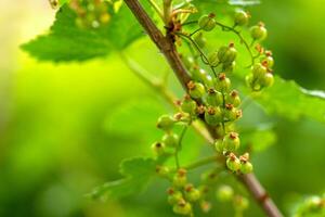 Currant on a branch growing photo