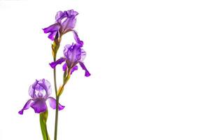 Iris flower on white background photo