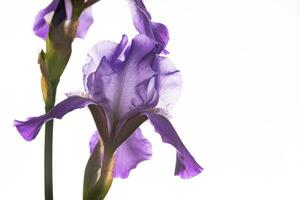 Iris flower on white background photo