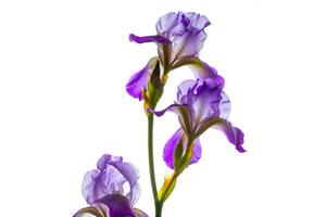 Iris flower on white background photo