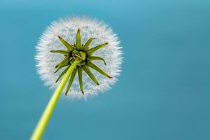 Dandelion With Seeds Close up photo