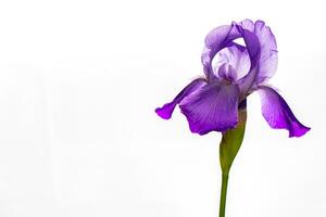 Iris flower on white background photo