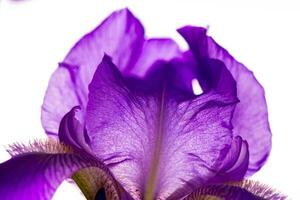 Iris flower on white background photo