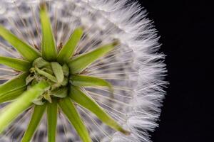 diente de león con semillas cerca arriba foto