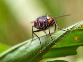 Fly insect on leaf close up photo