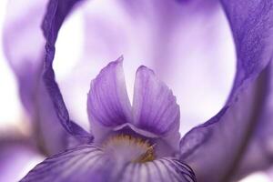 Iris flower on white background photo