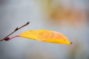 hoja de otoño de cerca foto