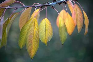 Autumn leaves close up photo