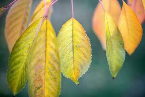 Autumn leaves close up photo