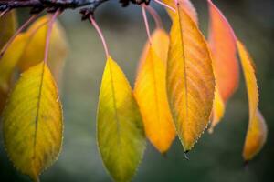 Autumn leaves close up photo