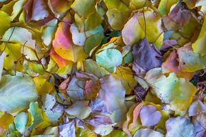 Autumn leaves background photo