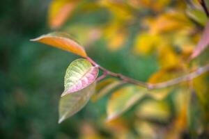 Autumn leaves close up photo