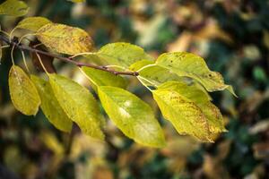 Autumn leaves close up photo