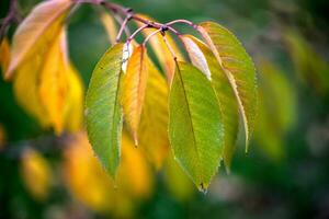 Autumn leaves close up photo