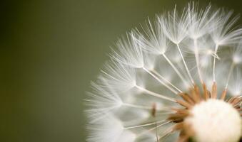 Dandelion Seed Close up photo