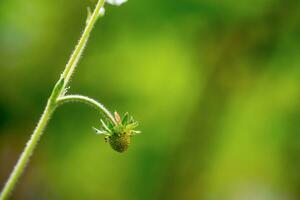 Wild strawberry growing photo