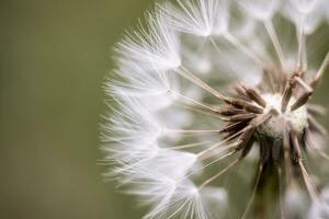 Dandelion Seed Close up photo