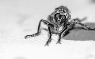 Fly insect close up photo