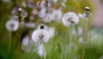 Dandelion Seed Close up photo