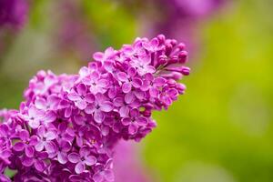 Pink Lilac Flowers Close up photo