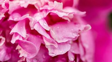 Peony flower petals close up photo