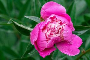 peonía flor con lluvia soltar foto