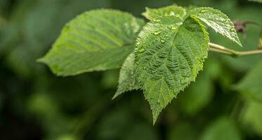 Raspberry leaves close up photo