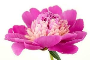 Peony flower close up photo