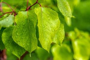 Green apricot leaves with rain drops photo