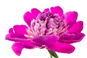 Peony flower close up photo