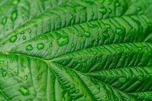 Raspberry leaf with water drop background photo
