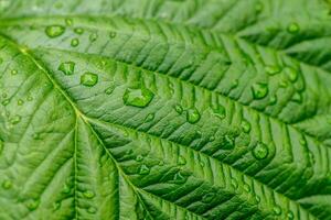 Raspberry leaf with water drop background photo