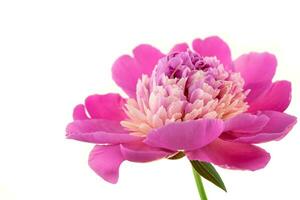 Peony flower close up photo