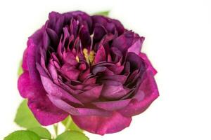 Purple rose flower on white background photo