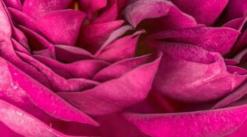 Flower petals background photo