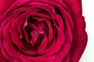 Red rose flower close up photo