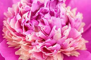 Peony flower petals background photo