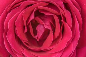 Red rose flower close up photo