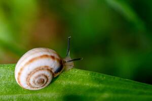 Garden Snail on Green Leaf photo