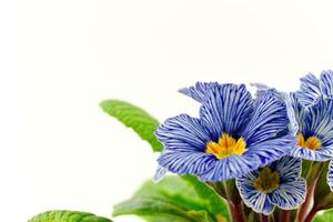 Blue Primula Flower on White Background photo