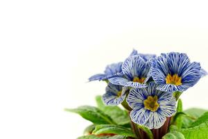 azul prímula flor en blanco antecedentes foto
