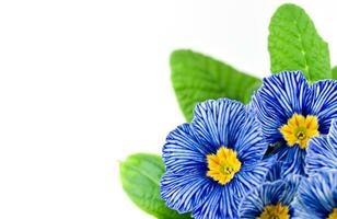 Blue Primula Flower on White Background photo