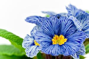 azul prímula flor en blanco antecedentes foto