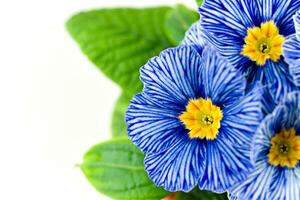 Blue Primula Flower on White Background photo