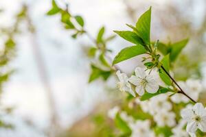 Cherry flower on branch blossom photo