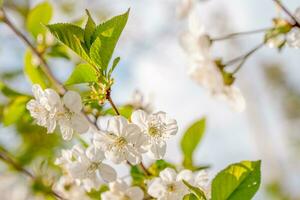 Cherry flower on branch blossom photo